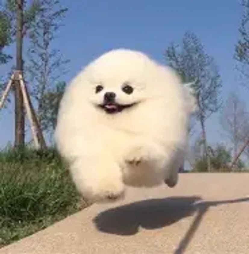 뛰쳐나가는 강아지 짤에 대한 이미지 결과