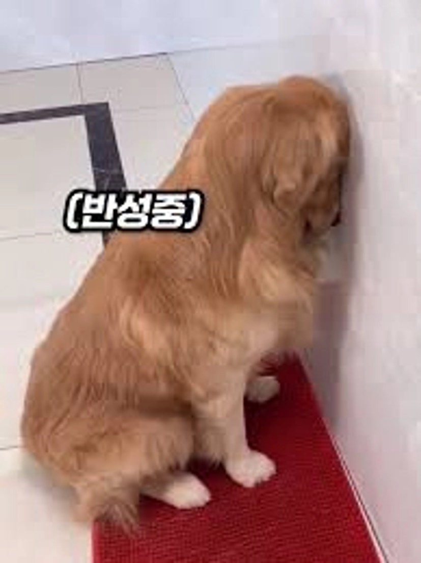 강아지가 다리에 머리를 올려놓는 이유 | TikTok