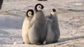 싸움을 말리는 새끼펭귄 솜이 - 악플달면 쩌리쩌려버려 - *여성시대* 차분한 20대들의 알흠다운 공간