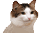 :catvibeq: