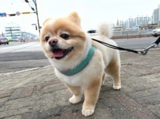 안양동물병원 : 포메라니안 가위컷 곰돌이컷 미용 후기 (ft.클리핑 미용 후 털이 안자람, 강아지 탈모)