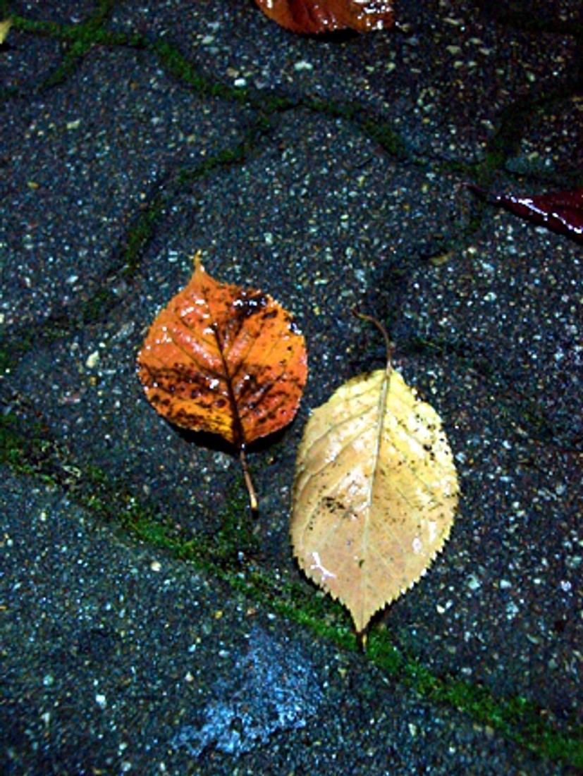 가을비에 젖은 낙엽 - 오마이뉴스 모바일