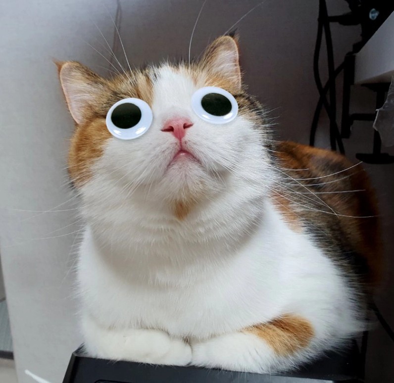 Post by 고양이 무무 파워💥 on X: 고양이 띠용☆