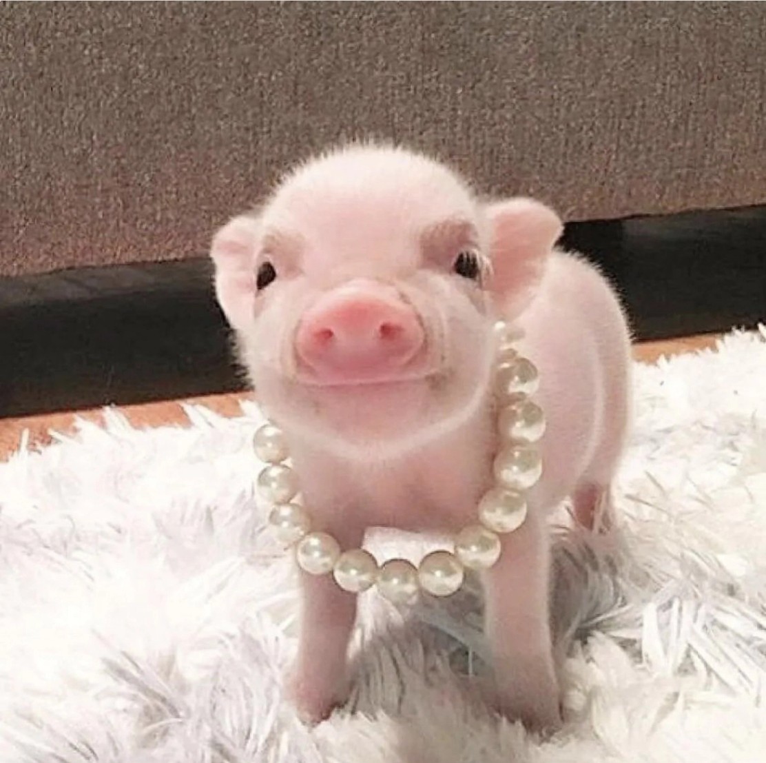 돼지 목에 진주목걸이 - 유머/움짤/이슈 - 에펨코리아