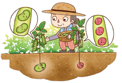 콩 심은 데 콩 나고 팥 심은 데 팥 난다 : 네이버 블로그