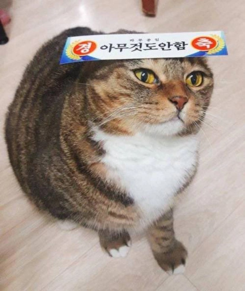 웃기냥 on X: "“아무것도 안함” 상을 받았다냥 #웃기냥 #고양이 #야옹 https://t.co/p2I5XMVsKU" / X