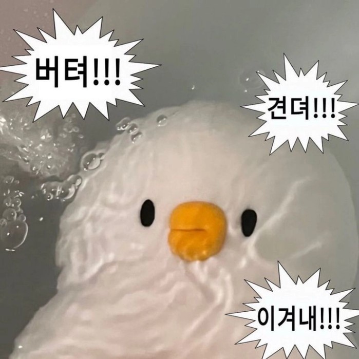 여기에는 다음이 포함될 수 있습니다: 공기 중에 거품이 있는 흰 새 이미지와 그 위에 쓰여진 단어