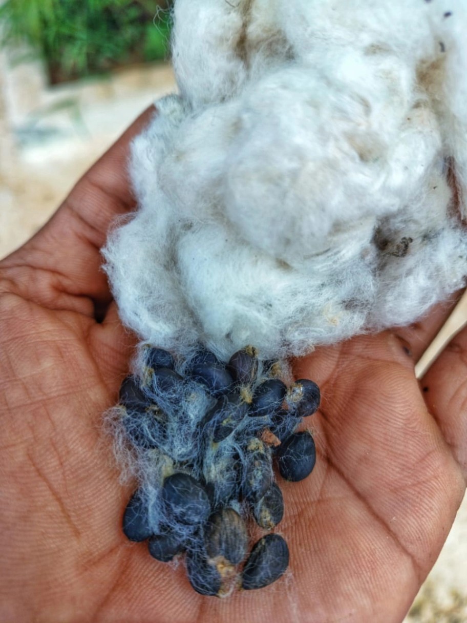 Native Tree Cotton Seeds