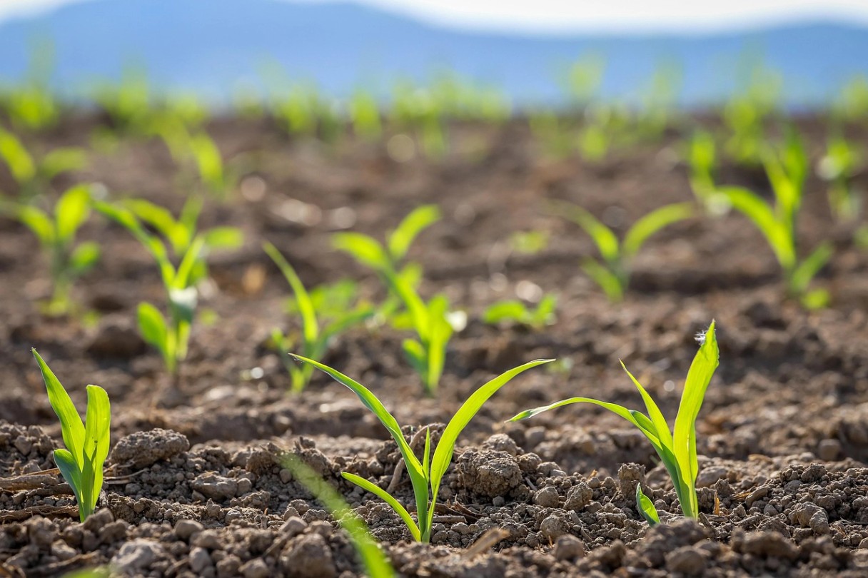 Free Seedling Sprout photo and picture