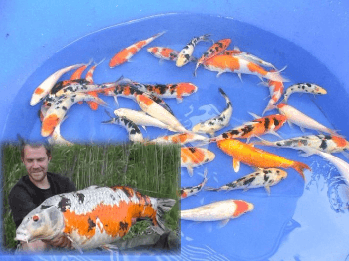 하브루타나눔) 코이의 법칙(Koi's Law) - 주요뉴스 - 하브루타신문