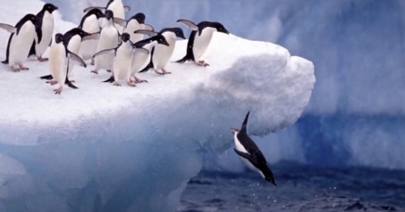 퍼스트(first) 펭귄" < 기타 < 기사본문 - 인천일보