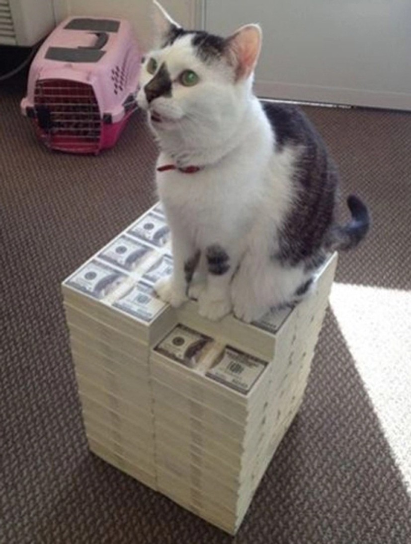 20억 깔고 앉은 고양이…"돈 벼락 맞은 고양이 부러워"