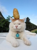user-avatar
