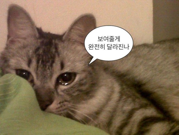 귀여운 동물 밈: 410 말풍션 아이디어 찾기 | 동물 밈, 웃긴 밈 등
