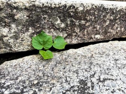 무료 사진 | {{제목}}