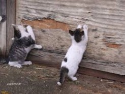 누가누가 잘 긁나 우리 내기할까?" "그래그래." (긁긁) "우쒸, 뛰어오르기 있냐?" (투닥투닥)