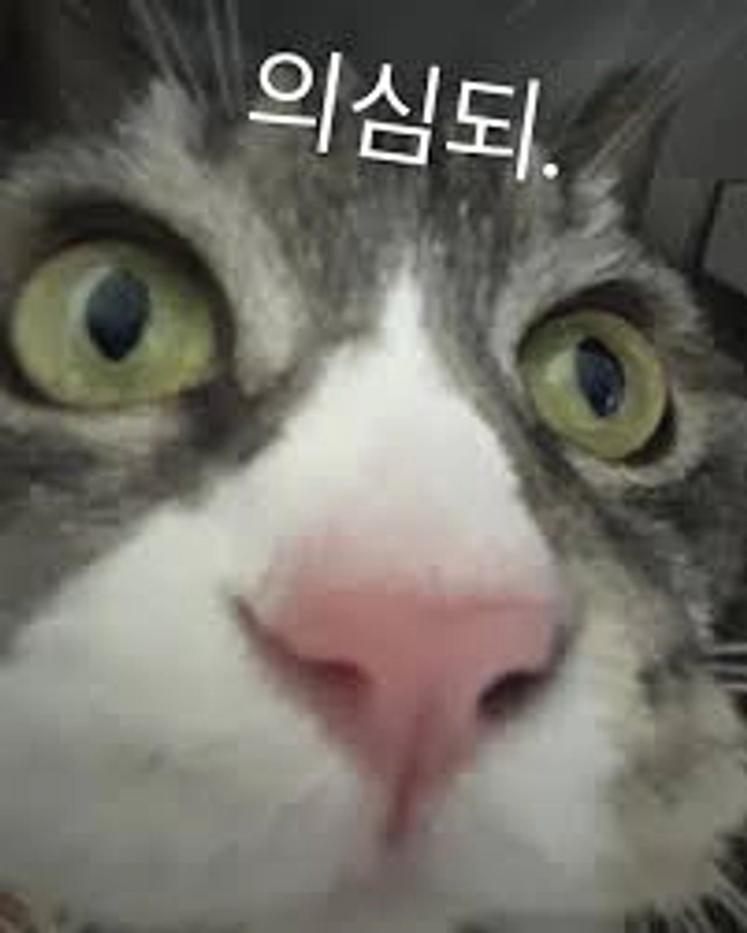 의심되 고양이