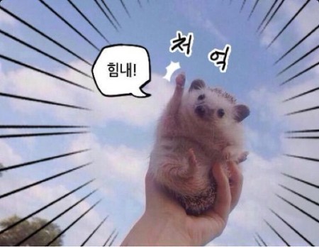 파이팅 고슴도치 힘내 화이팅 동물