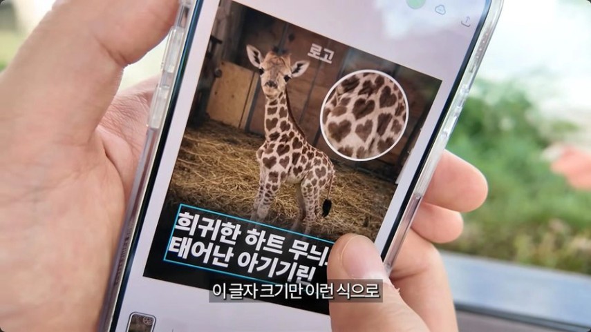아기 기린 사진 위에 '희귀한 하트 무늬로 태어난 아기기린'이라는 제목을 얹은 사진 게시물 예시