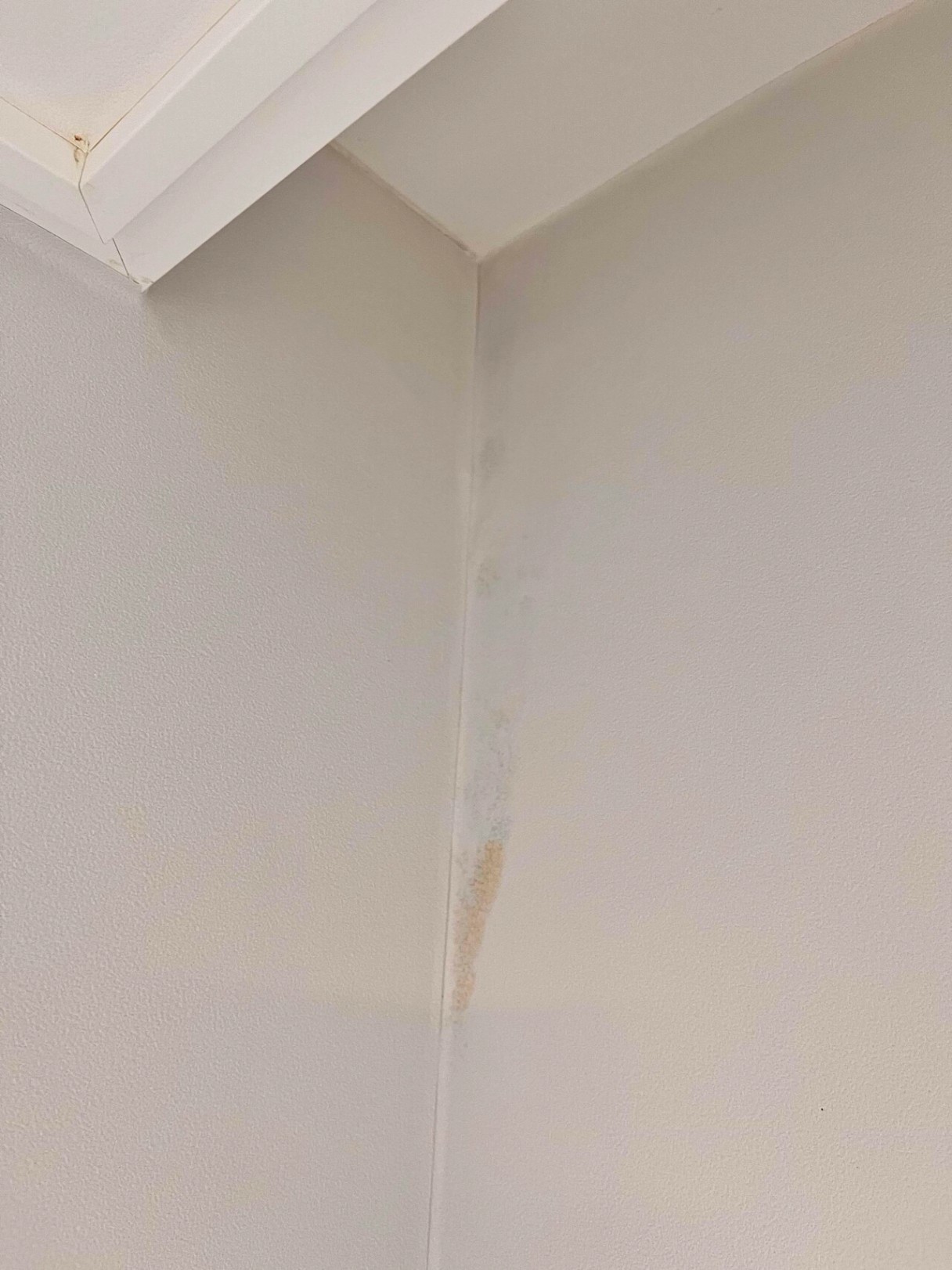 블라인드 | 부동산: 이거 결로인가요 누수인가요?