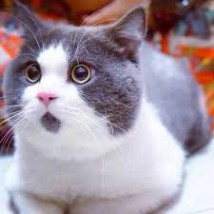 짤방 - #고양이 #심쿵짤 #입다문고양이 #착시고양이 #오호라! | Facebook